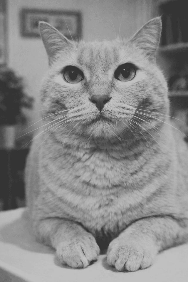 Karen — Karen Dijital'in ilham kaynağı